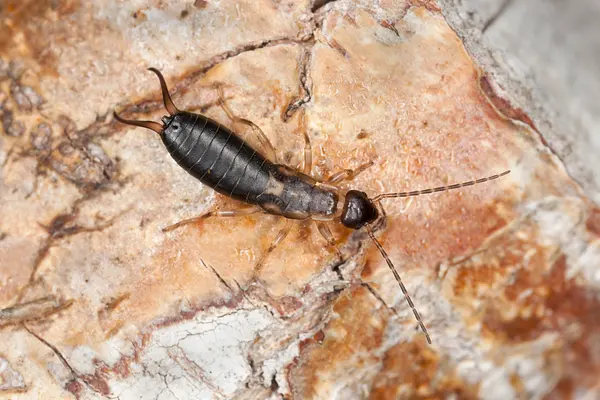 Earwig Control Identification Remediation And Prevention