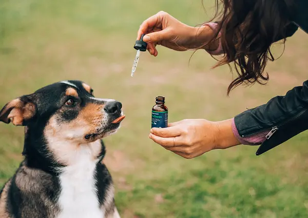 Best CBD Oil For Dogs: What To Buy